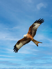 Close up of a Red kite in flight against blue sky