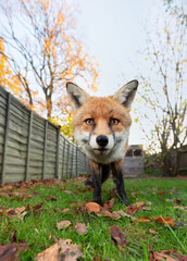 Close up of a red fox standing among autumn leaves