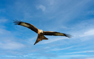 Close up of a Red kite in flight against blue sky