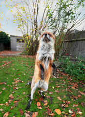Close up of a red fox standing on hind legs