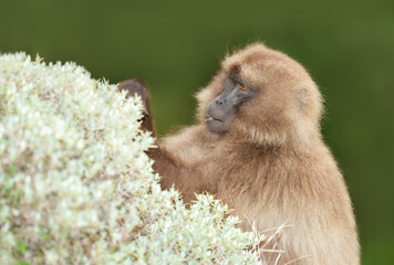 Gelada monkey female eating grass in Simien mountains, Ethiopia