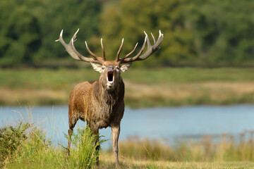 Close up of a red deer stag calling by a pond