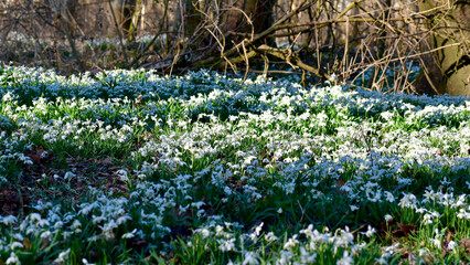 Snowdrops in the forest, Coombe Abbey, Coventry, England, UK
