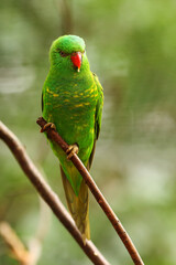 The scaly-breasted lorikeet (Trichoglossus chlorolepidotus) sitting on the small brown branche.