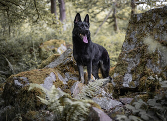 black german shepherd dog standing on rocks