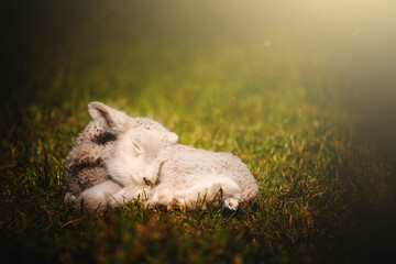 lamb sleeping in the grass © Alexandra Macey