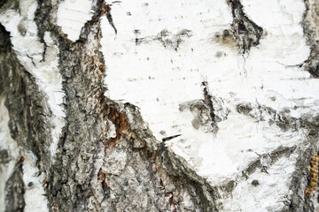 A frame of black and white stripes and a cracked natural birch texture. A birch trunk with space to copy. High quality photo
