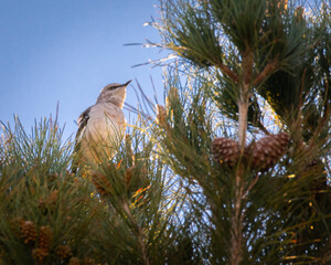 Mockingbird in Pine Tree Spring