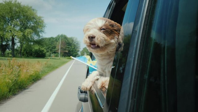 A dog with a Swedish flag looks out of a car window. Scandinavian travel