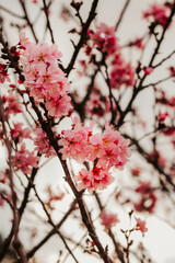 Árvore de cerejeira