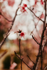 Pequena flor de cerejeira