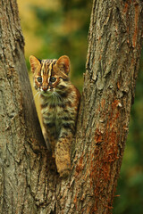 The leopard cat (PRIONAILURUS BENGALENSIS EUPTILURUS) is a small cat predator