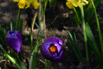 purple crocus, orange center approximation