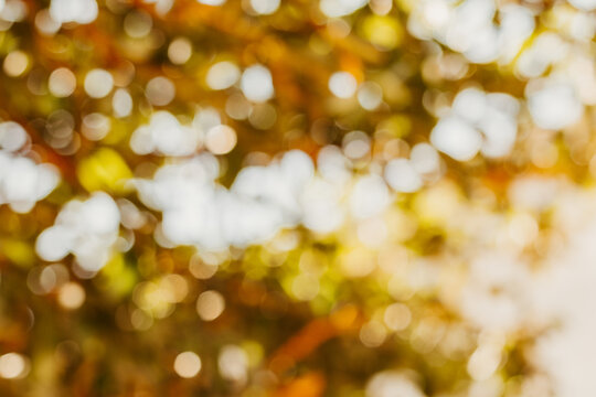 Bokeh da natureza