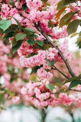 Fototapeta na wymiar Sakura flowers blooming. Beautiful pink cherry blossom