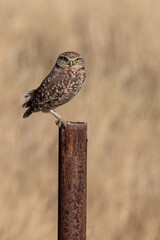 burrowing owl on a post