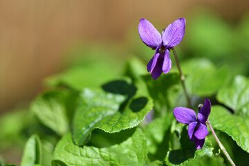 violet in the garden on the grass, close-up, illuminated by the spring rays of the sun