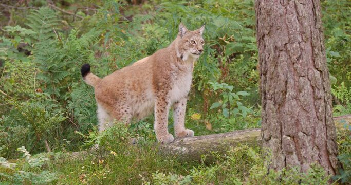 Alert and scared lynx cat standing in the forest looking for danger