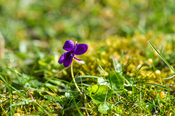 violet in the garden on the grass, close-up, illuminated by the spring rays of the sun
