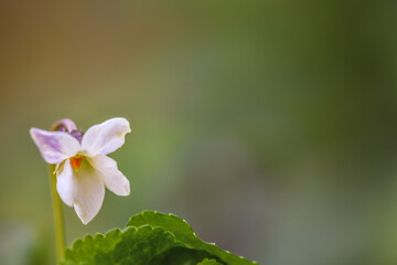 White violet in the garden on the grass, close-up, illuminated by the spring rays of the sun