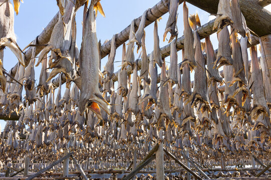 Cod fish drying on traditional wooden racks in the sun in Lofoten Islands, Norway, Europe