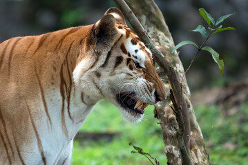 Close up photo of a golden tiger