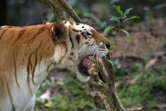 Close up photo of a golden tiger