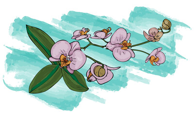 Vector watercolor orchid flower clipart