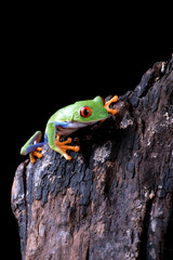 Red_eyed tree frog perched on an old tree log