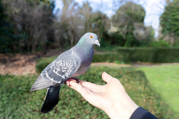 Close up of a Feral pigeon feeding from a hand in a park