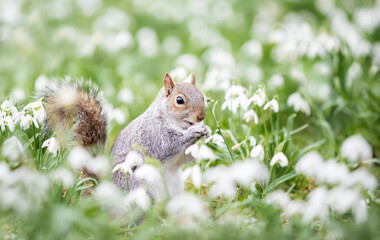 Close-up of a Grey Squirrel eating nut in snowdrops