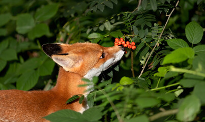 Close up of a Red fox cub smelling rowan berries in late summer