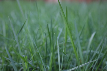 Beautiful Blades of Grass