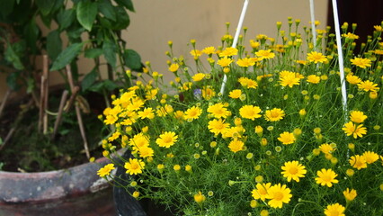 Yellow daisy outside the house