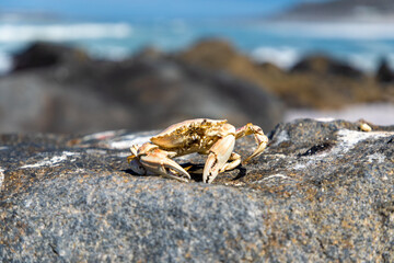 Selective focus on the skeleton of crab on a rock 