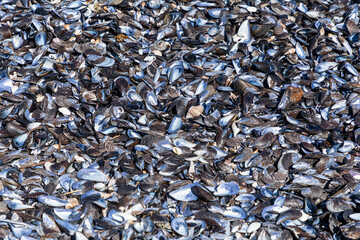 Large amount of empty Mussel shells 