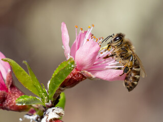 Close-up of a bee on a peach tree flowers