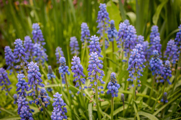 Obraz premium Tender blue muscari (grape hyacinth) flowers as nice spring background. Terry. Selective soft focus.