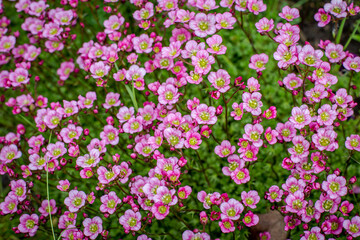 Rich pink flowers Saxifraga x arendsii Marto Rose an evergreen perennial alpine garden plant.