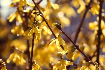 gelbe Forsythien blühen im Frühling