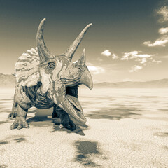 triceratops is angry on the desert after rain with space copy © DM7