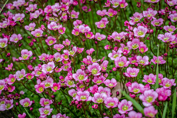 Rich pink flowers Saxifraga x arendsii Marto Rose an evergreen perennial alpine garden plant.