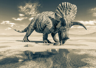 triceratops is drinking some water on the desert after rain side view © DM7