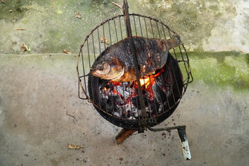 Roasting a Tambaqui fish (Colossoma macropomum) native to the Amazon region on a typical brazilian...