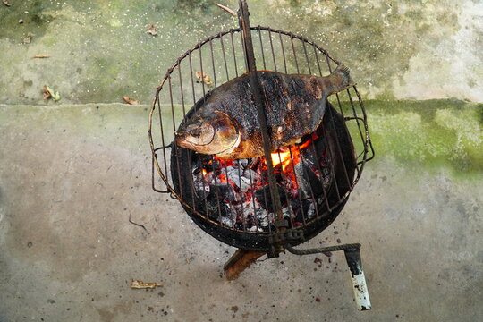 Roasting a Tambaqui fish (Colossoma macropomum) native to the Amazon region on a typical brazilian barbecue grill, made from an old car rim.