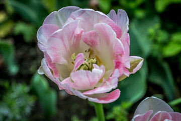 Delicate pink tulips in the garden on a natural green background. Selective soft focus. Flower garden.