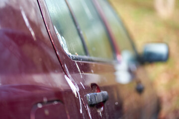 Bird droppings (Vogelkot) on vehicle. Feces from animals cause damage to the paint on the car....