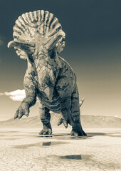 triceratops is standing up on the desert after rain