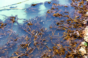 Sea kelp in the clear waters of the Atlantic ocean on the west coast of South Africa.