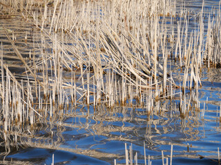 Schilfhalme (Phragmites australis) stehen im Wasser eines Seeufers